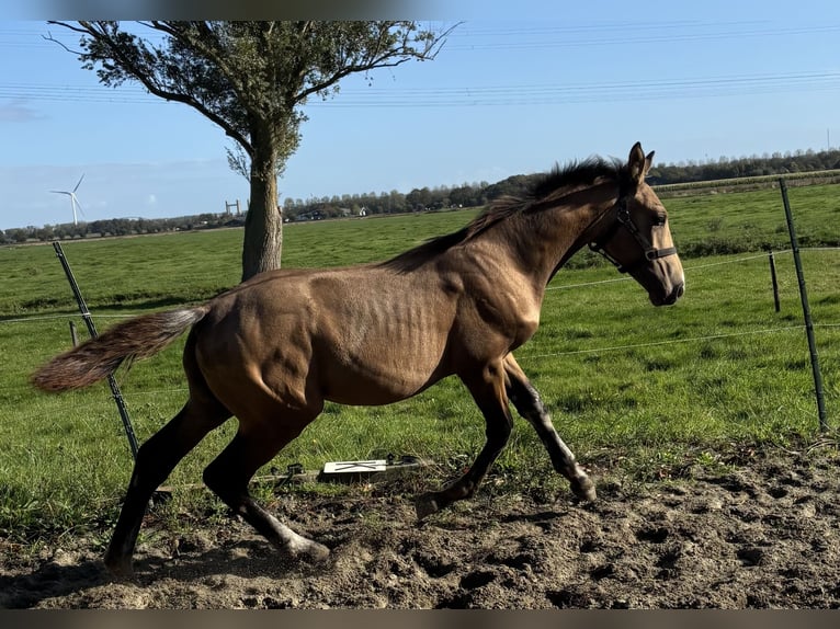 KPR Ogier Źrebak (04/2025) 151 cm Jelenia in Zwartewaal