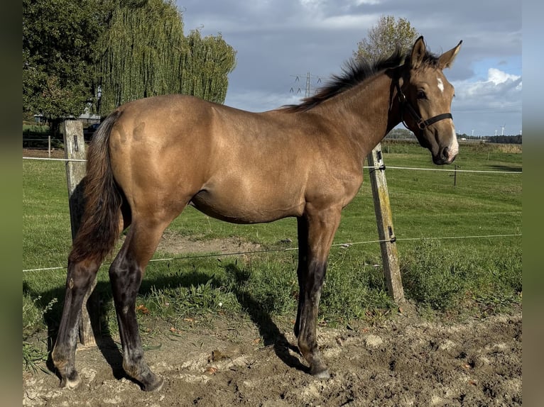 KPR Ogier Źrebak (04/2025) 151 cm Jelenia in Zwartewaal