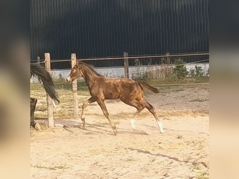 KPR Ogier Źrebak (06/2024) 168 cm in Tholen