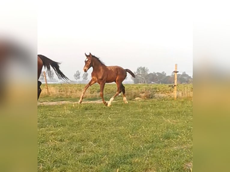 KPR Ogier Źrebak (06/2024) 168 cm in Tholen