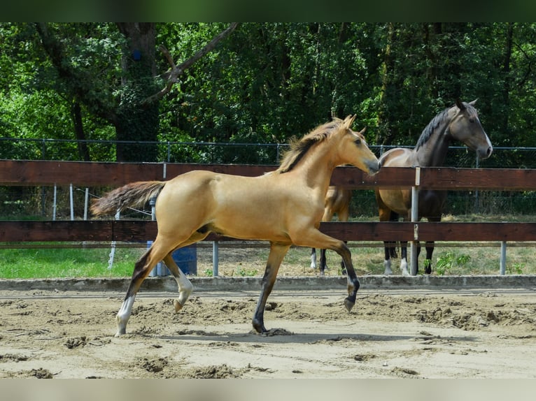 KPR Ogier Źrebak (03/2026) 170 cm Jelenia in Berghem