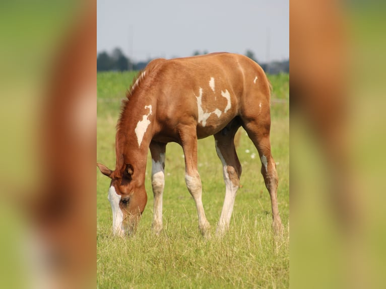 KPR Ogier Źrebak (04/2024) Overo wszelkich maści in Oldebroek