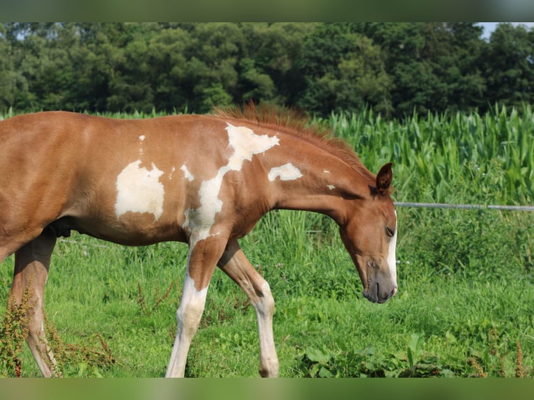 KPR Ogier Źrebak (04/2024) Overo wszelkich maści in Oldebroek