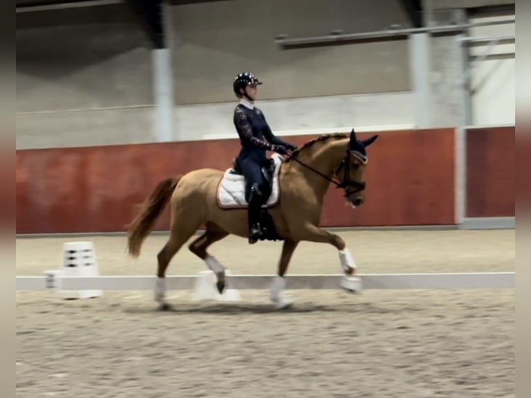 KPR Wałach 11 lat 154 cm Kasztanowata in Eindhoven