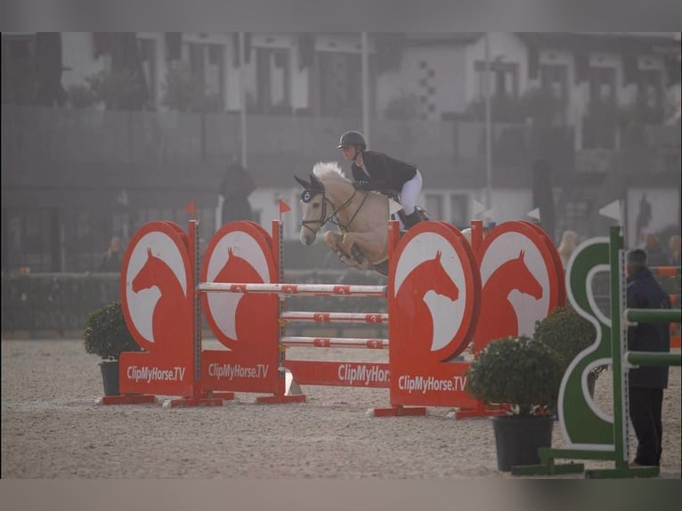 KPR Wałach 12 lat 148 cm Izabelowata in Roosendaal