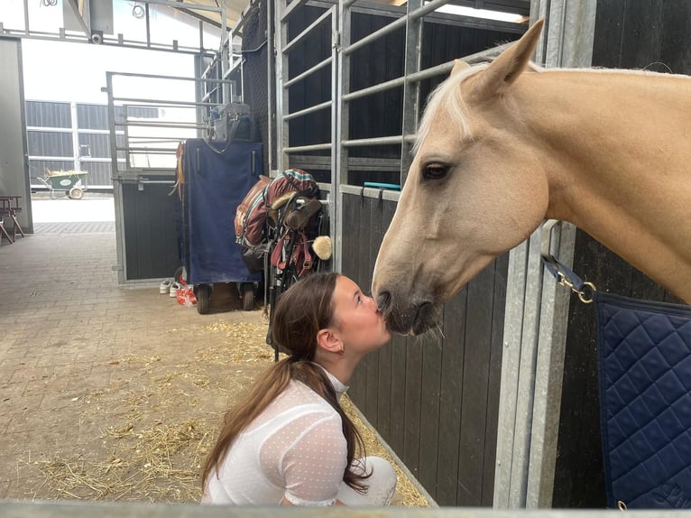 KPR Wałach 12 lat 148 cm Izabelowata in Roosendaal