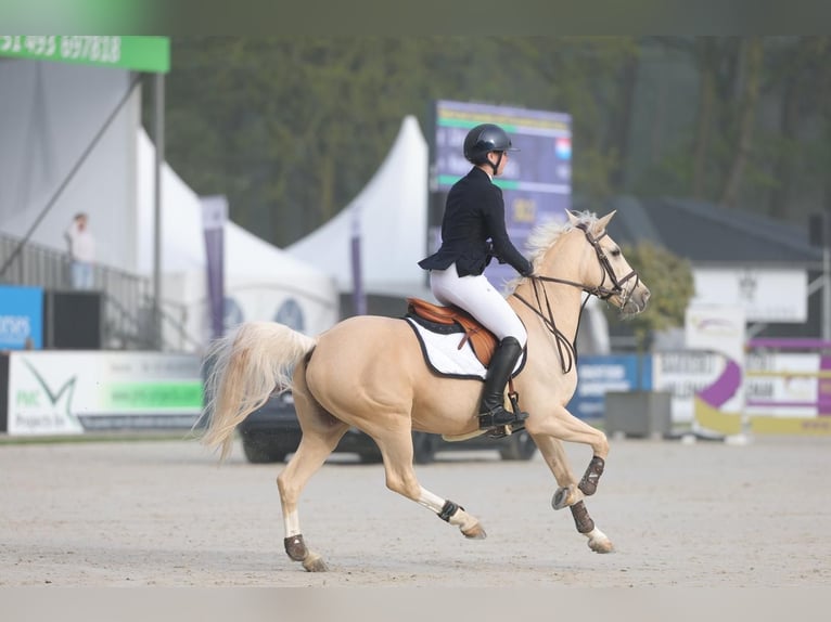 KPR Wałach 12 lat 148 cm Izabelowata in Roosendaal