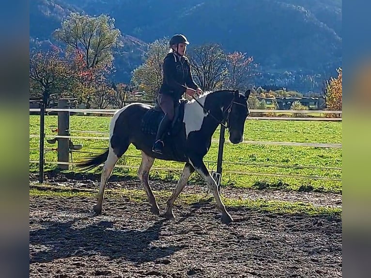 KPR Wałach 13 lat 160 cm Srokata in Kirchbichl