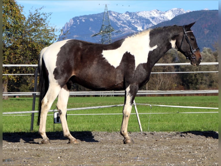 KPR Wałach 13 lat 160 cm Srokata in Kirchbichl