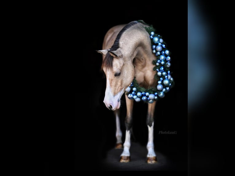 KPR Wałach 14 lat 142 cm Bułana in Pulheim