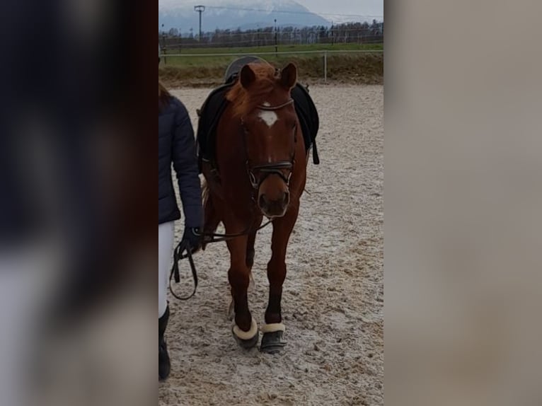 KPR Wałach 14 lat 150 cm Ciemnokasztanowata in Traunstein