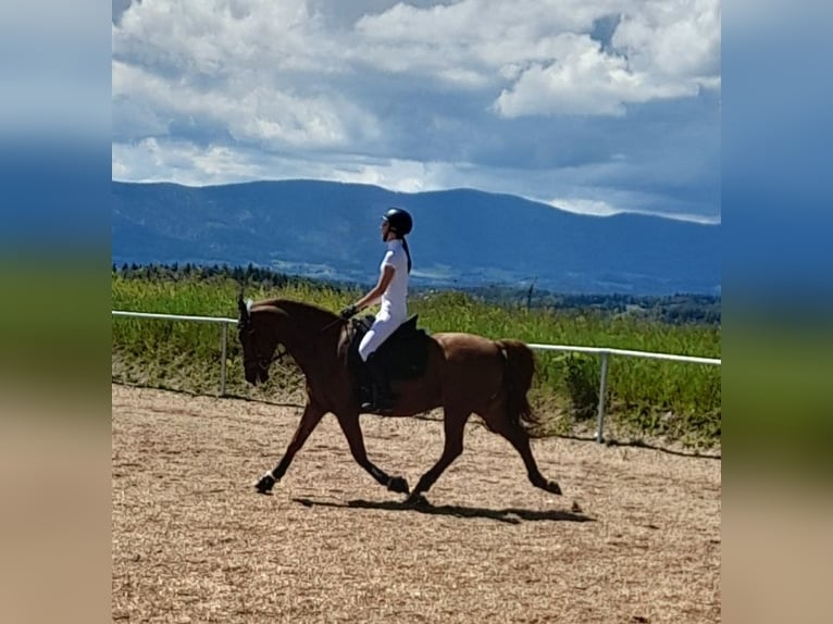 KPR Wałach 14 lat 150 cm Ciemnokasztanowata in Traunstein