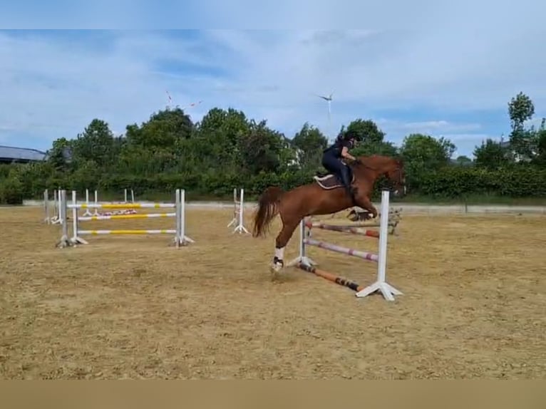 KPR Mix Wałach 14 lat 157 cm Kasztanowata in Borchen