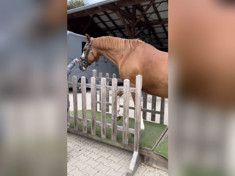 KPR Mix Wałach 14 lat 157 cm Kasztanowata in Borchen