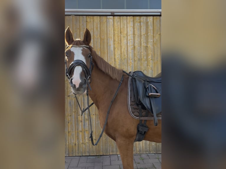 KPR Mix Wałach 14 lat 157 cm Kasztanowata in Borchen