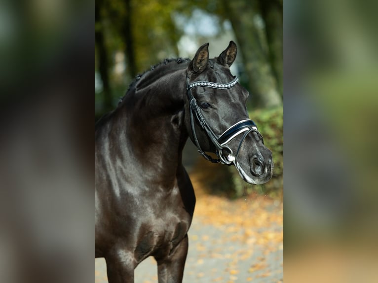 KPR Wałach 17 lat 148 cm Skarogniada in Sint-Oedenrode