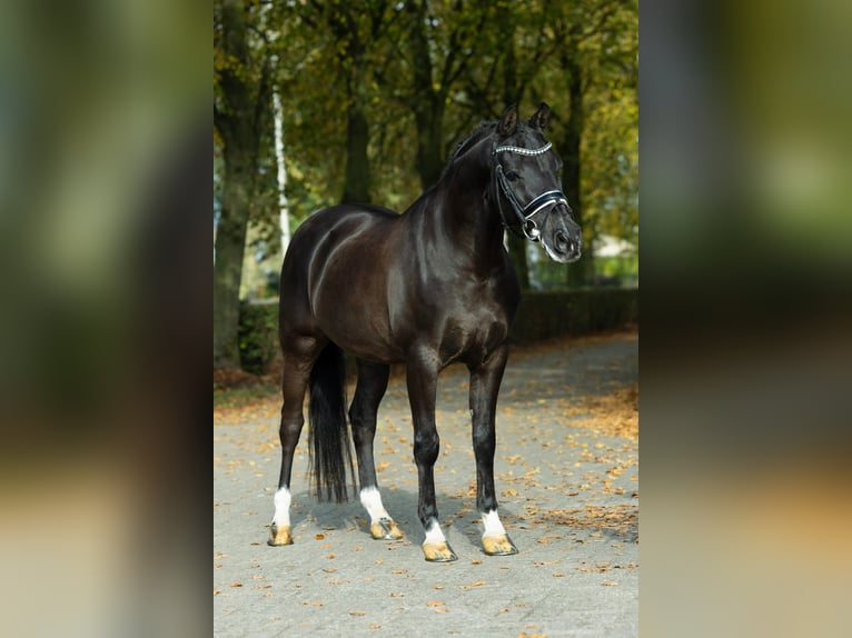 KPR Wałach 17 lat 148 cm Skarogniada in Sint-Oedenrode