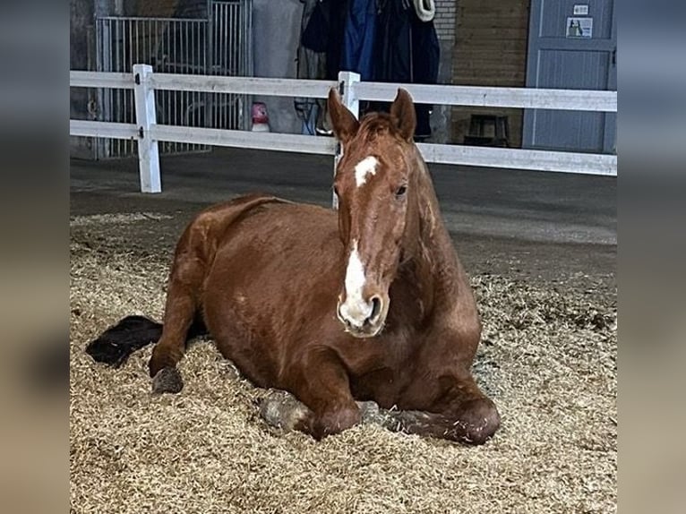 KPR Wałach 19 lat 170 cm Kasztanowata in Biddinghuizen
