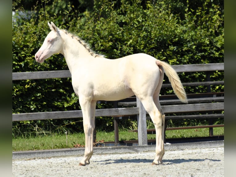 KPR Wałach 1 Rok 142 cm Perlino in Wapse
