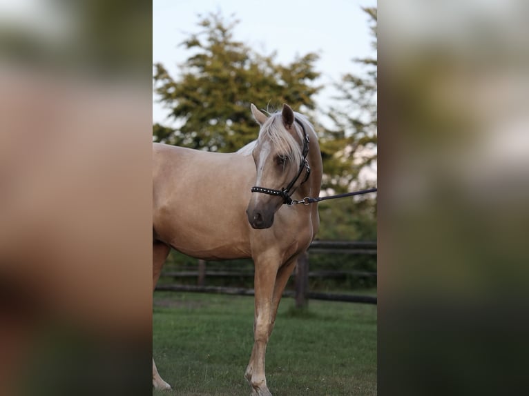 KPR Wałach 2 lat 141 cm Izabelowata in Arriën