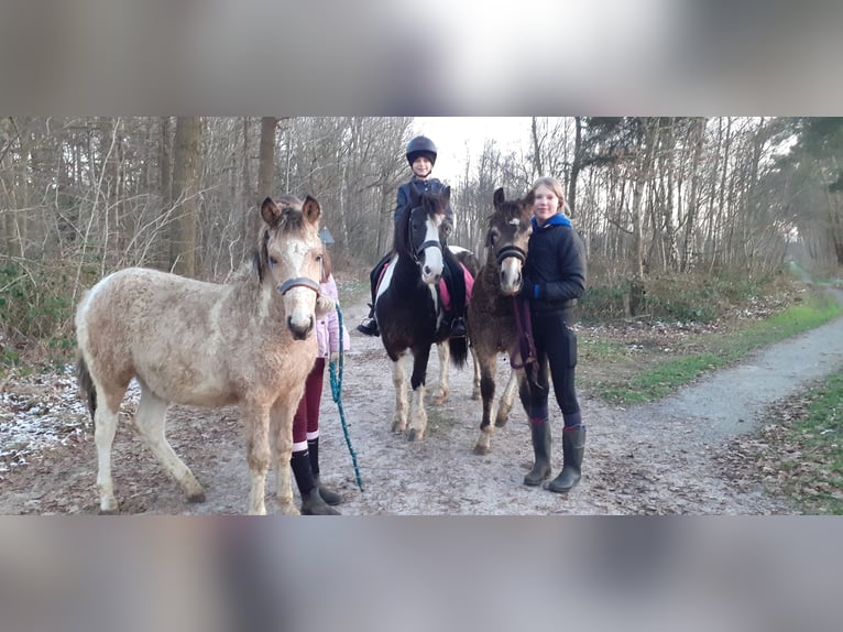 KPR Mix Wałach 2 lat 142 cm Bułana in Ruinen