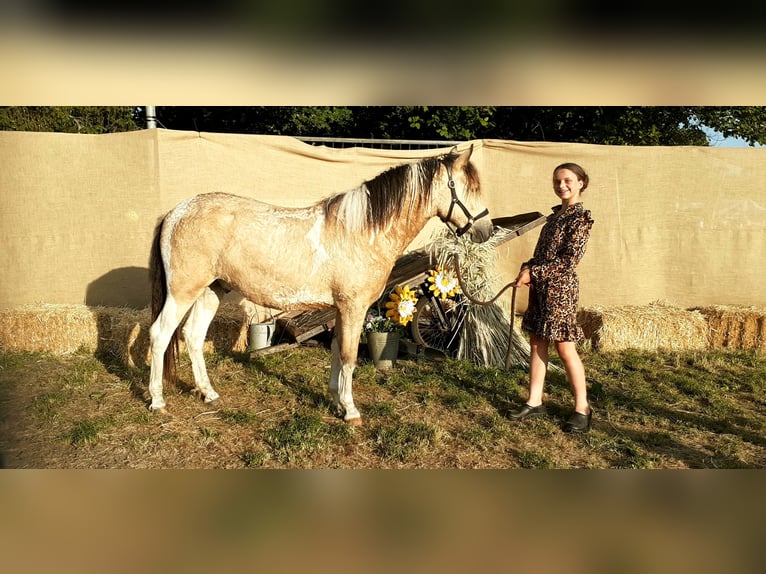 KPR Mix Wałach 2 lat 142 cm Bułana in Ruinen