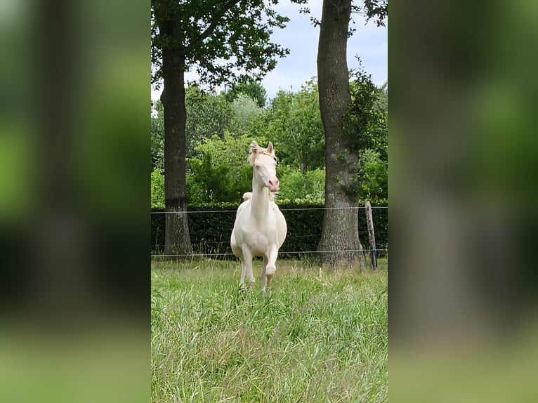 KPR Wałach 2 lat 150 cm Perlino in Wapse