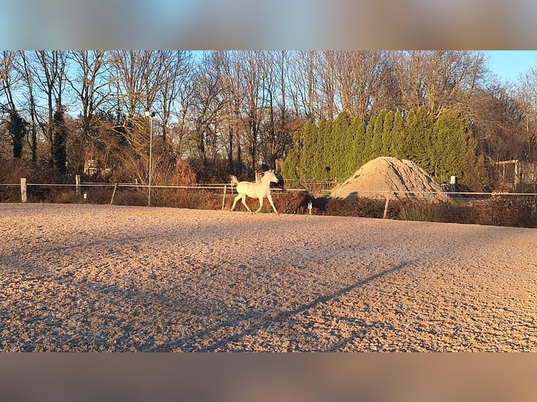 KPR Wałach 2 lat 150 cm Perlino in Wapse