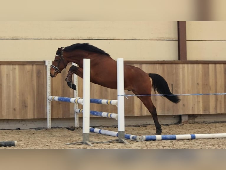 KPR Wałach 3 lat 141 cm Gniada in Oost West en Middelbeers