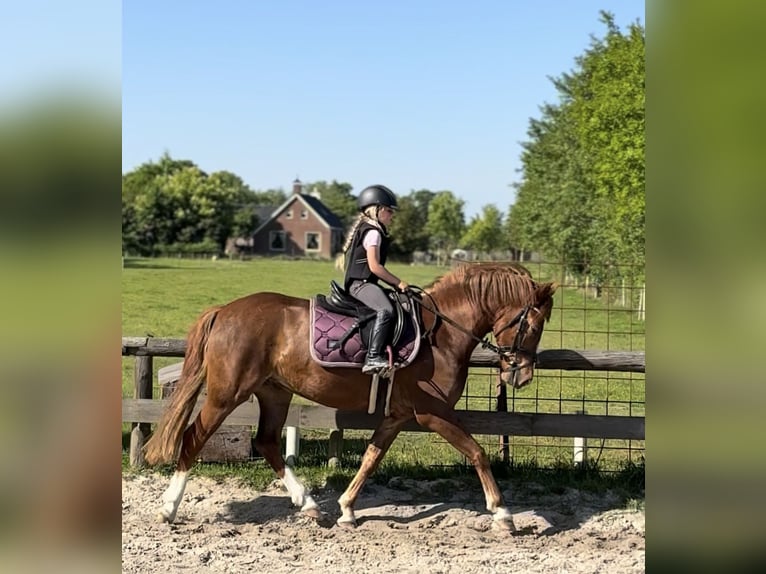 KPR Wałach 3 lat 145 cm Ciemnokasztanowata in Harkema