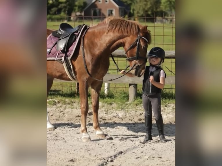 KPR Wałach 3 lat 145 cm Ciemnokasztanowata in Harkema
