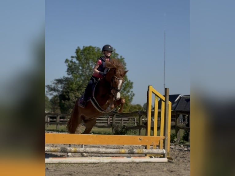KPR Wałach 3 lat 145 cm Ciemnokasztanowata in Harkema