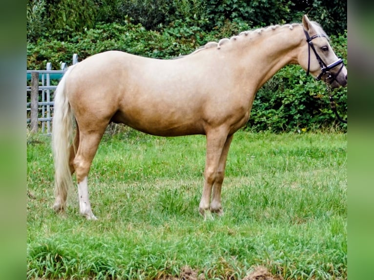 KPR Wałach 3 lat 145 cm Izabelowata in Hellouw