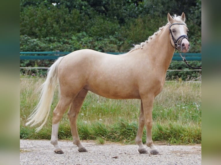 KPR Wałach 3 lat 145 cm Izabelowata in Hellouw