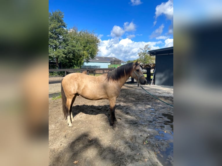 KPR Wałach 3 lat 145 cm Jelenia in Beilen