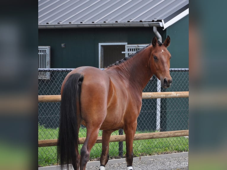 KPR Mix Wałach 3 lat 147 cm Gniada in Venlo
