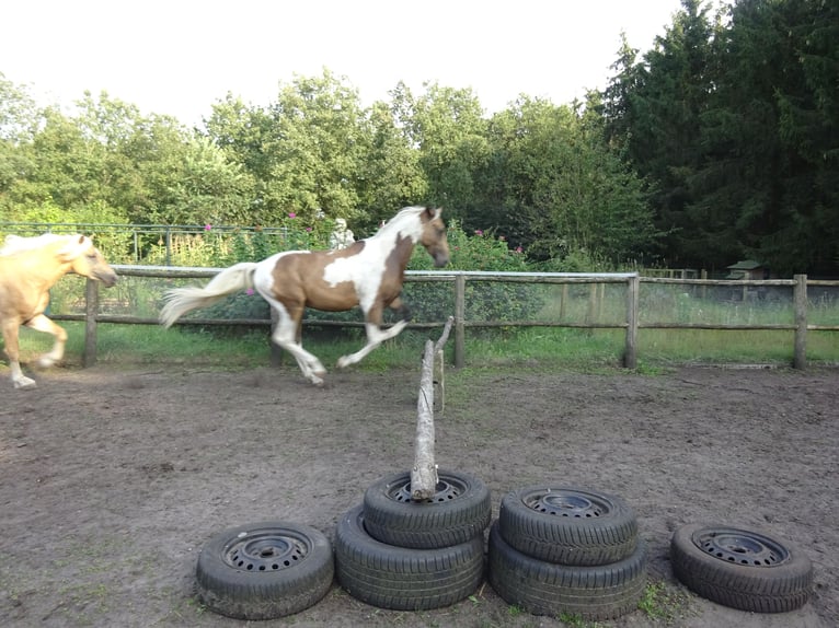 KPR Wałach 3 lat 161 cm Jelenia in Well L