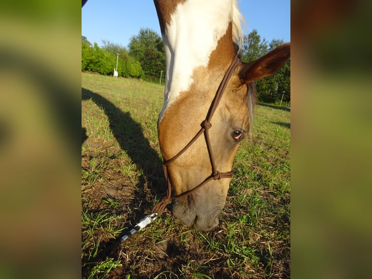 KPR Wałach 3 lat 161 cm Jelenia in Well L