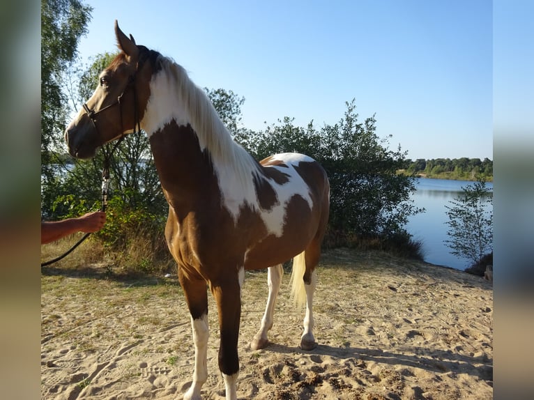 KPR Wałach 3 lat 161 cm Jelenia in Well L