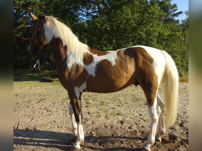 KPR Wałach 3 lat 161 cm Jelenia in Well L