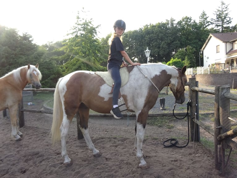 KPR Wałach 3 lat 161 cm Jelenia in Well L