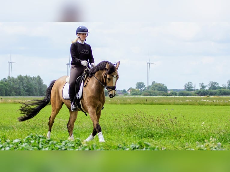 KPR Wałach 4 lat 146 cm Bułana in Hellouw