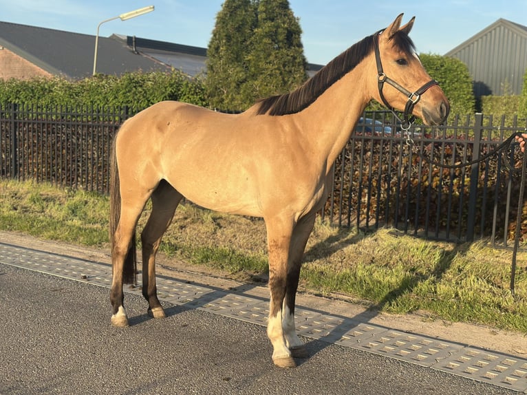 KPR Wałach 4 lat 162 cm in Wagenberg