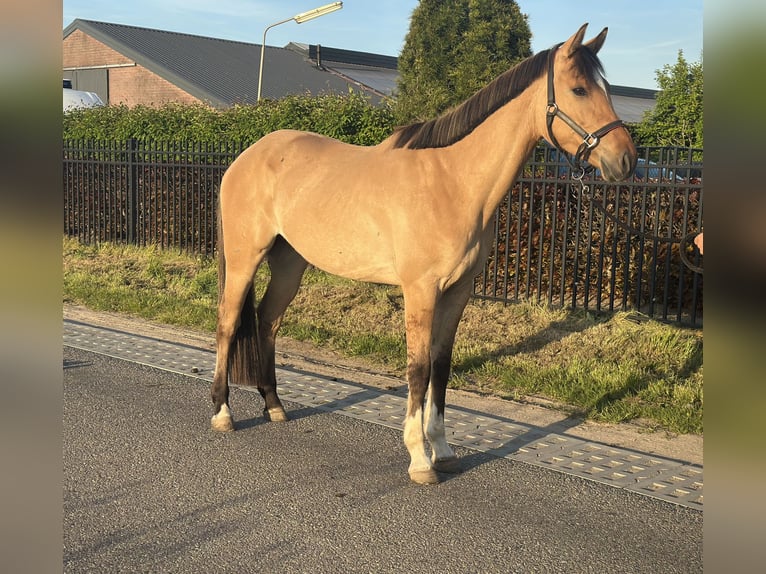 KPR Wałach 4 lat 162 cm in Wagenberg
