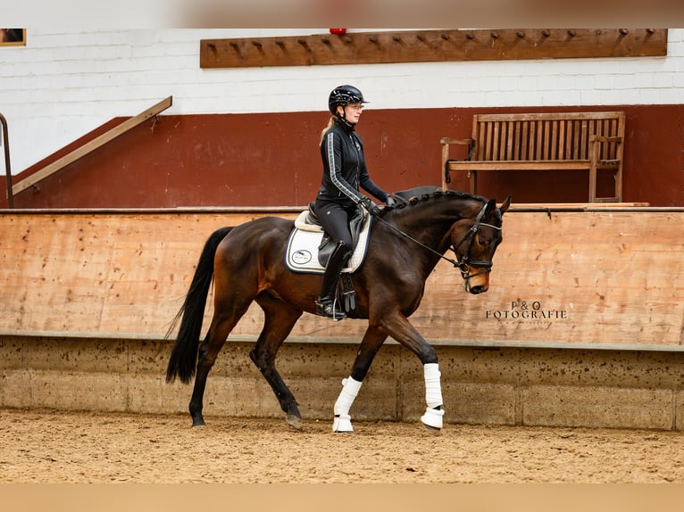 KPR Wałach 4 lat 167 cm Ciemnogniada in Marl