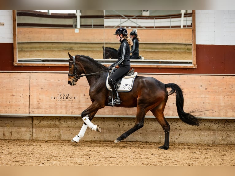 KPR Wałach 4 lat 167 cm Ciemnogniada in Marl