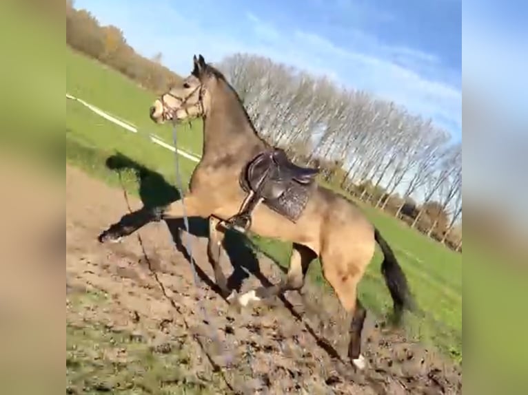 KPR Mix Wałach 4 lat 167 cm Jelenia in Schaijk