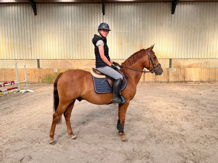 KPR Wałach 5 lat 147 cm Ciemnokasztanowata in Otterlo