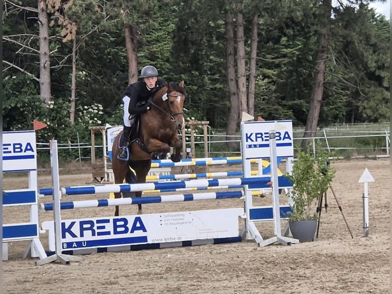 KPR Wałach 5 lat 158 cm Gniada in Flöthe