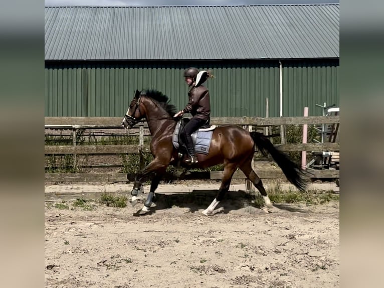 KPR Wałach 5 lat 160 cm Gniada in Barneveld